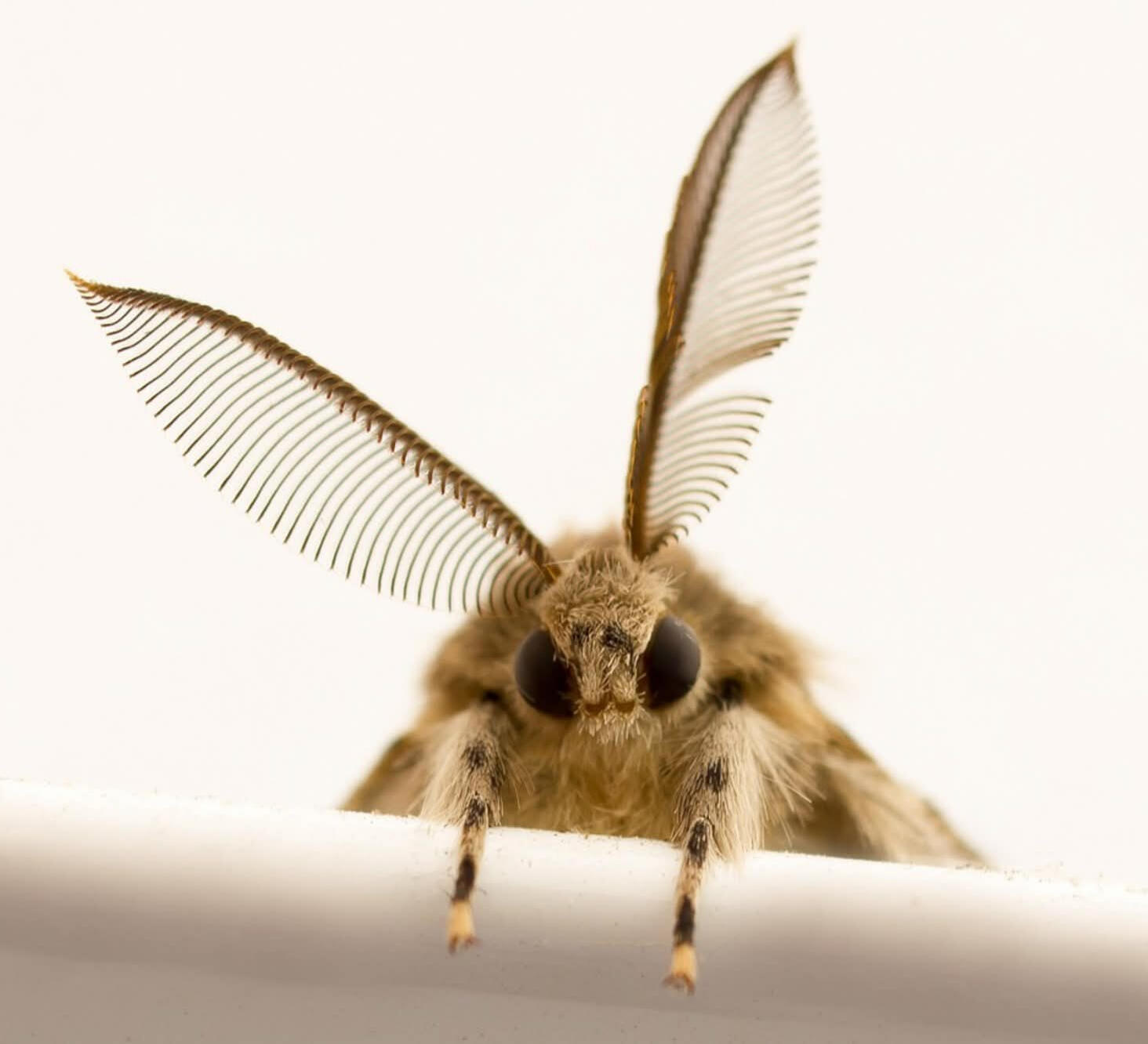 MOTH PEBIS SMP TEAM he/him